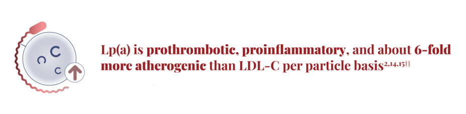 Lp(a) is prothrombotic, proinflammatory, and about 6-fold more atherogenic than LDL-C per particle basis. Clinical relevance is unknown.