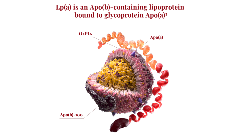 Lp(a) is an ApoB-containing lipoprotein bound to glycoprotein Apo(a).